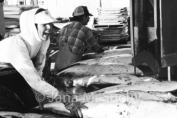 Ws_WebfishBW-03570007