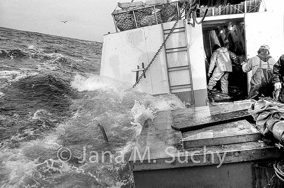 Ws_WebfishBW-03680024