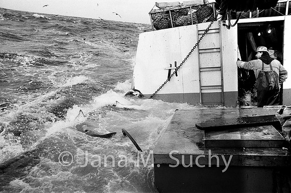 Ws_WebfishBW-03680025