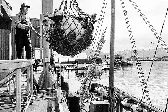 Ws_WebfishBW-04520004