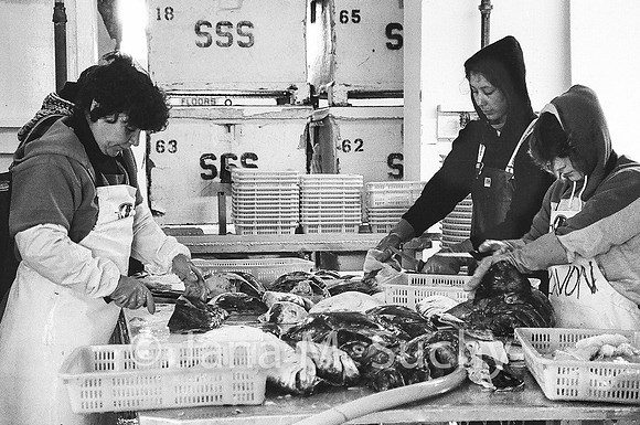 Ws_WebfishBW-04520009