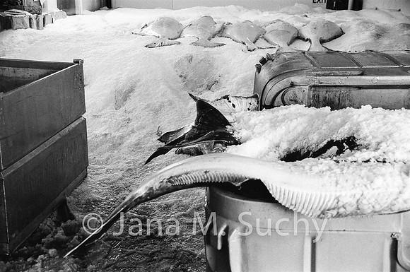 Ws_WebfishBW-05060030