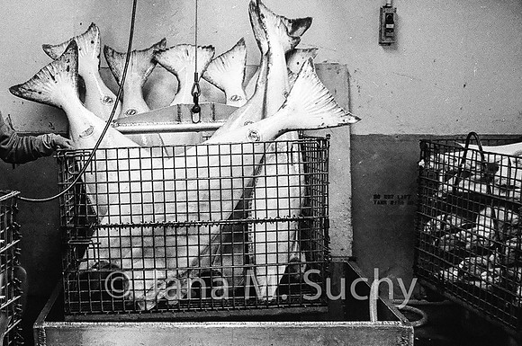 Ws_WebfishBW-05060044