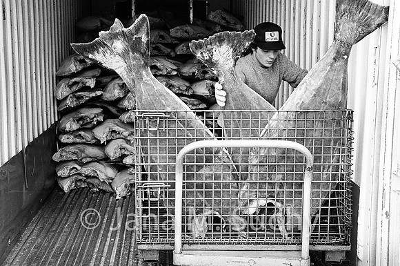 Ws_WebfishBW-05060054