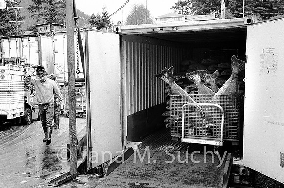Ws_WebfishBW-05060055