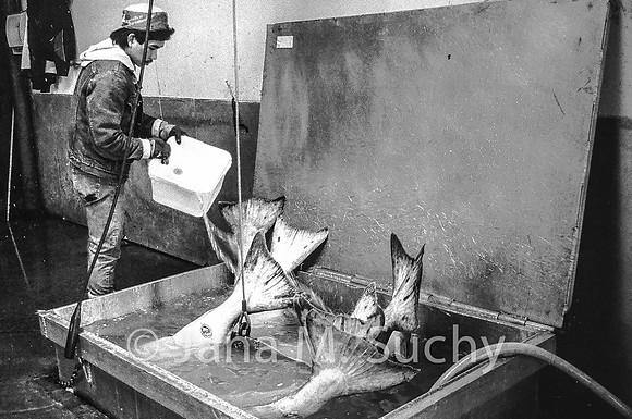 Ws_WebfishBW-05060058