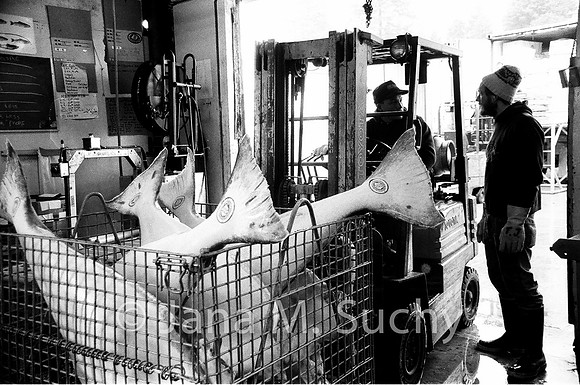 Ws_WebfishBW-05260021