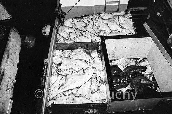Ws_WebfishBW-93710015