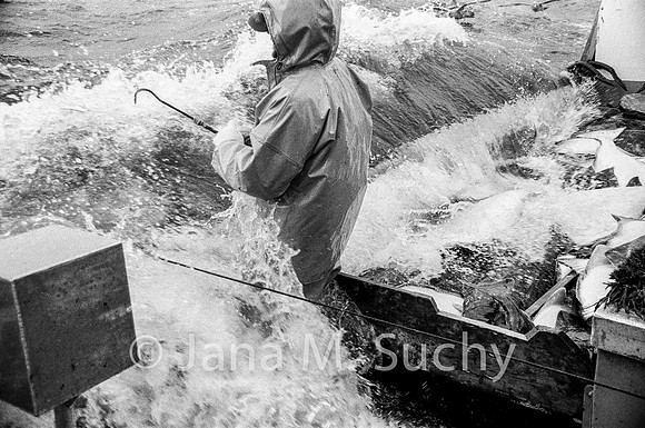 Ws_WebfishBW-94800001