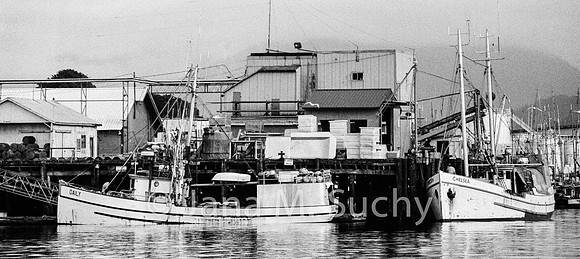 Ws_WebfishBW-95040004