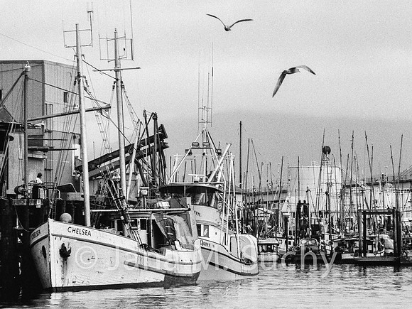 Ws_WebfishBW-95040006