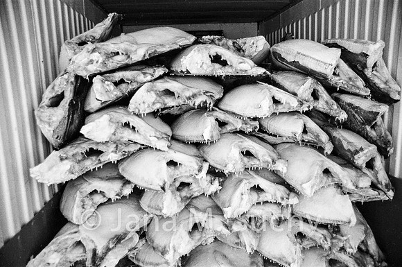 Ws_WebfishBW-95040011