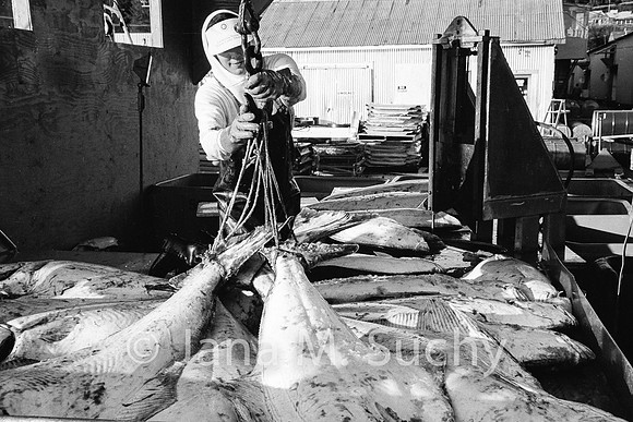 Ws_WebfishBW-95050001