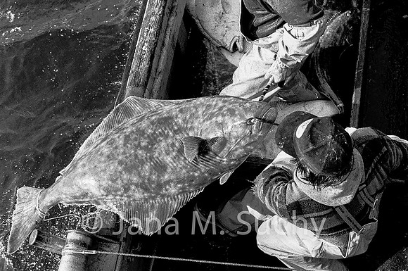 Ws_WebfishBW-03660092